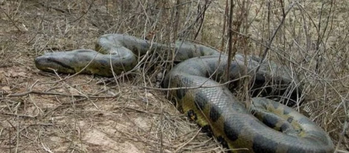 Βραζιλία: Βρήκαν το μεγαλύτερο φίδι στον κόσμο και η εικόνα του δημιουργεί τρόμο! (βίντεο)